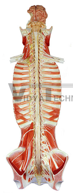 Spinal Cord Model I